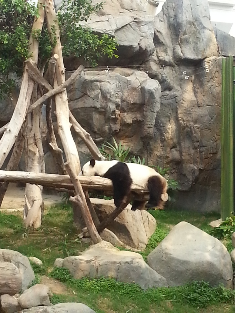 13ocean-park-hong-kong-real-panda