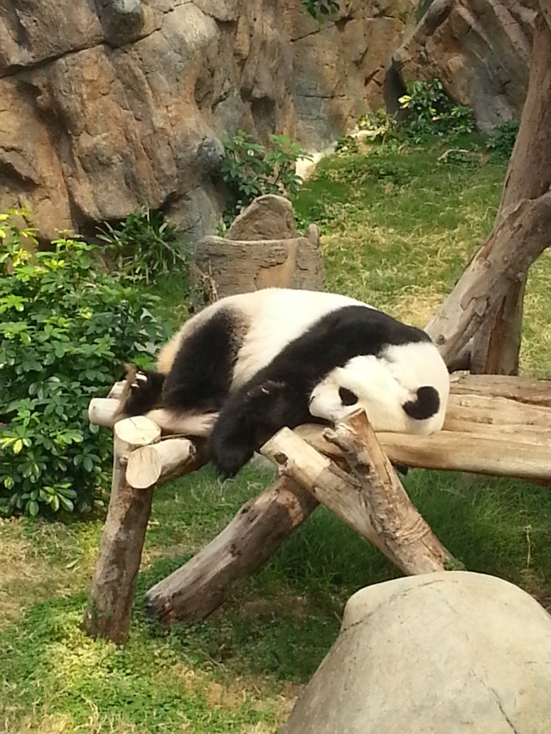 13ocean-park-hong-kong-real-panda2