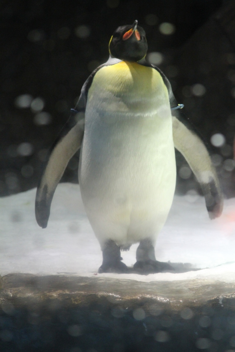 21ocean-park-hong-kong-real-penguin