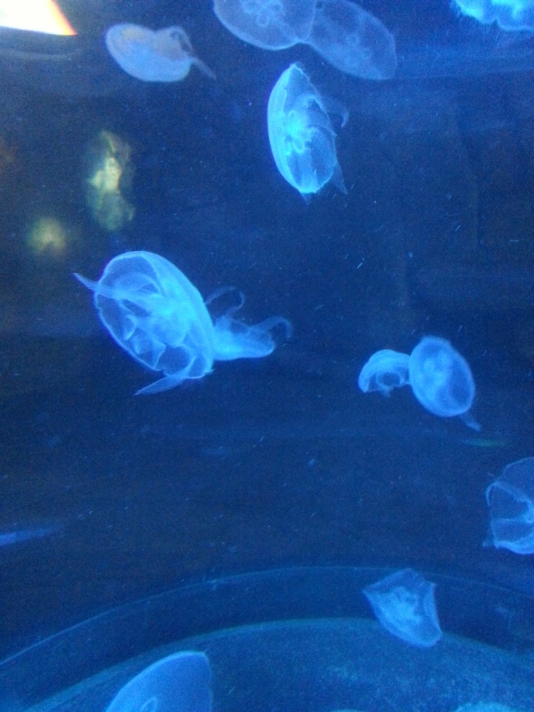 6ocean-park-hong-kong-jelly-fishes